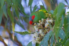 Glossopsitta concinna