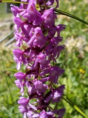 Gymnadenia densiflora