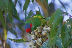Glossopsitta concinna