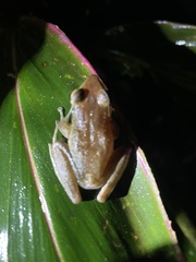 Craugastor talamancae