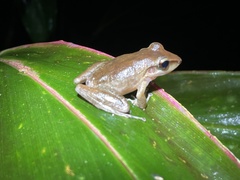 Craugastor talamancae