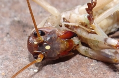 Paragryllacris combusta