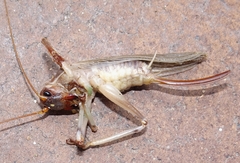 Paragryllacris combusta