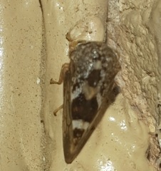 Cyrtolobus tuberosus