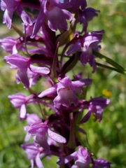Gymnadenia densiflora
