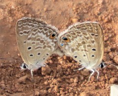 Euchrysops subpallida