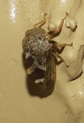 Cyrtolobus tuberosus