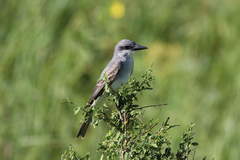 Tyrannus dominicensis