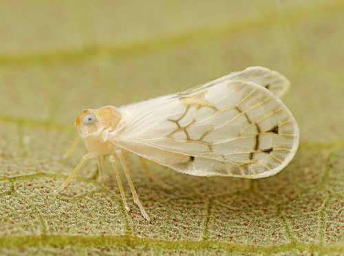 Levu vitiensis Kirkaldy, 1906