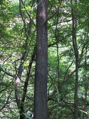 Toxicodendron vernicifluum