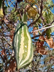 Trochomeriopsis diversifolia image