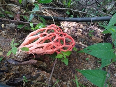 Clathrus natalensis