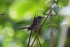 Setophaga plumbea