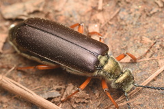 Lytta aenea