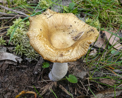 Russula neerimea