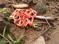 Clathrus natalensis