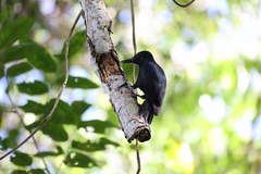 Melanerpes herminieri