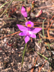 Calopogon