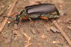 Lytta aenea