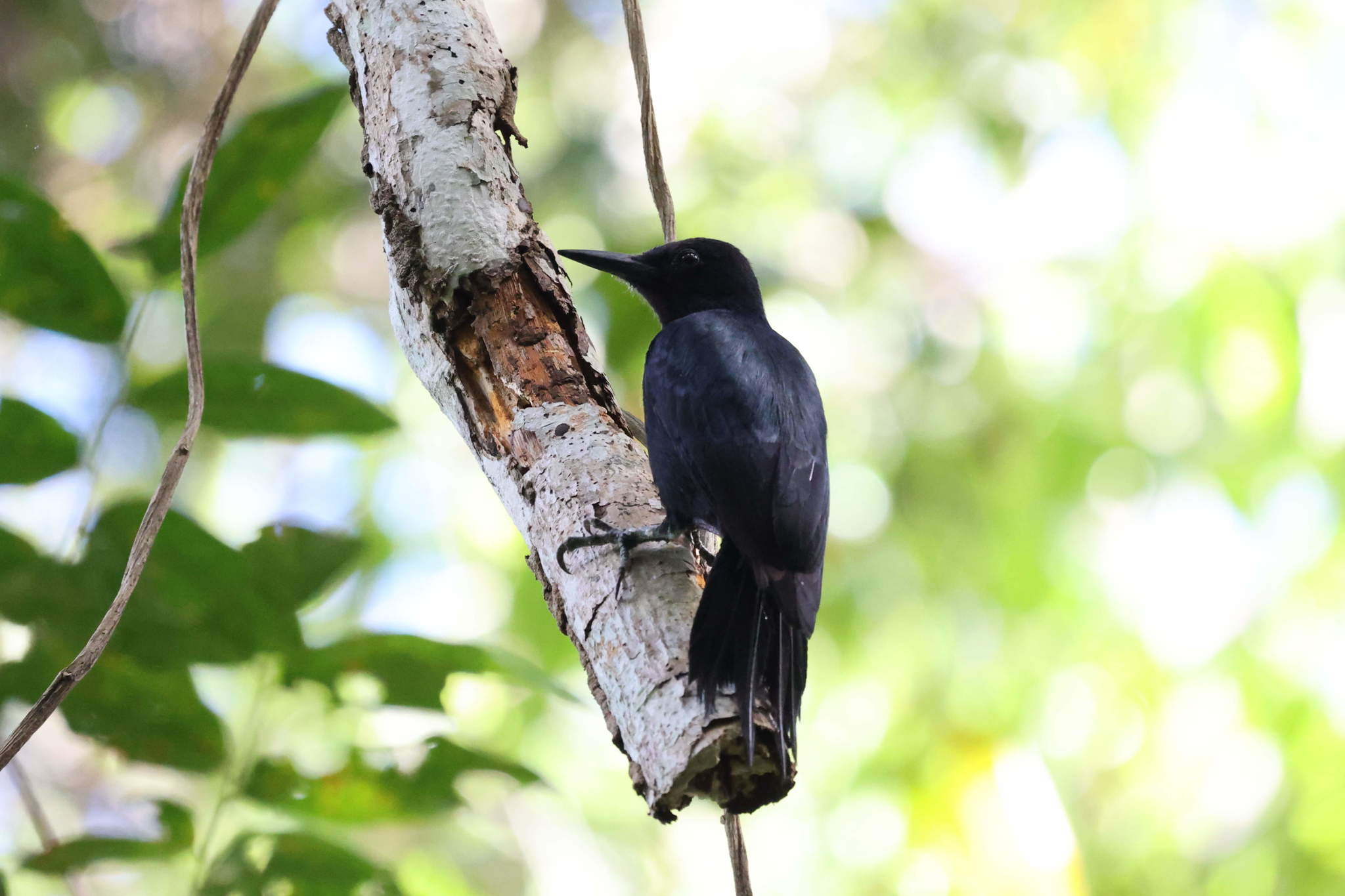 Guadeloupe Woodpecker (Melanerpes herminieri), photo 3