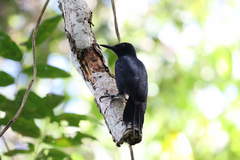 Melanerpes herminieri