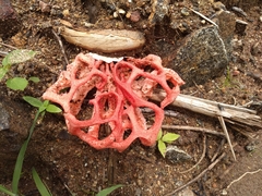 Clathrus natalensis