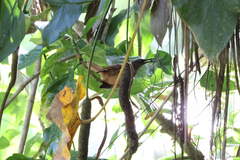 Cinclocerthia ruficauda tremula