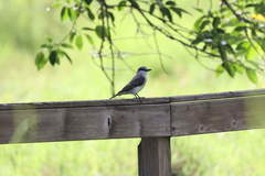 Tyrannus dominicensis