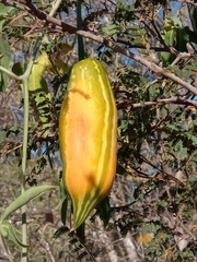 Trochomeriopsis diversifolia image