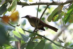 Cinclocerthia ruficauda tremula