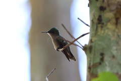 Orthorhyncus cristatus