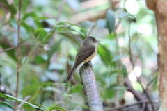 Contopus latirostris