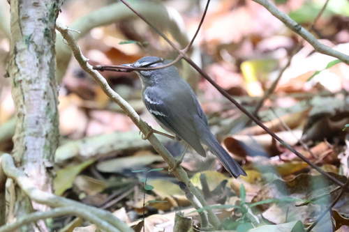 Plumbeous Warbler (Setophaga plumbea), photo 5