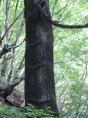 Toxicodendron vernicifluum