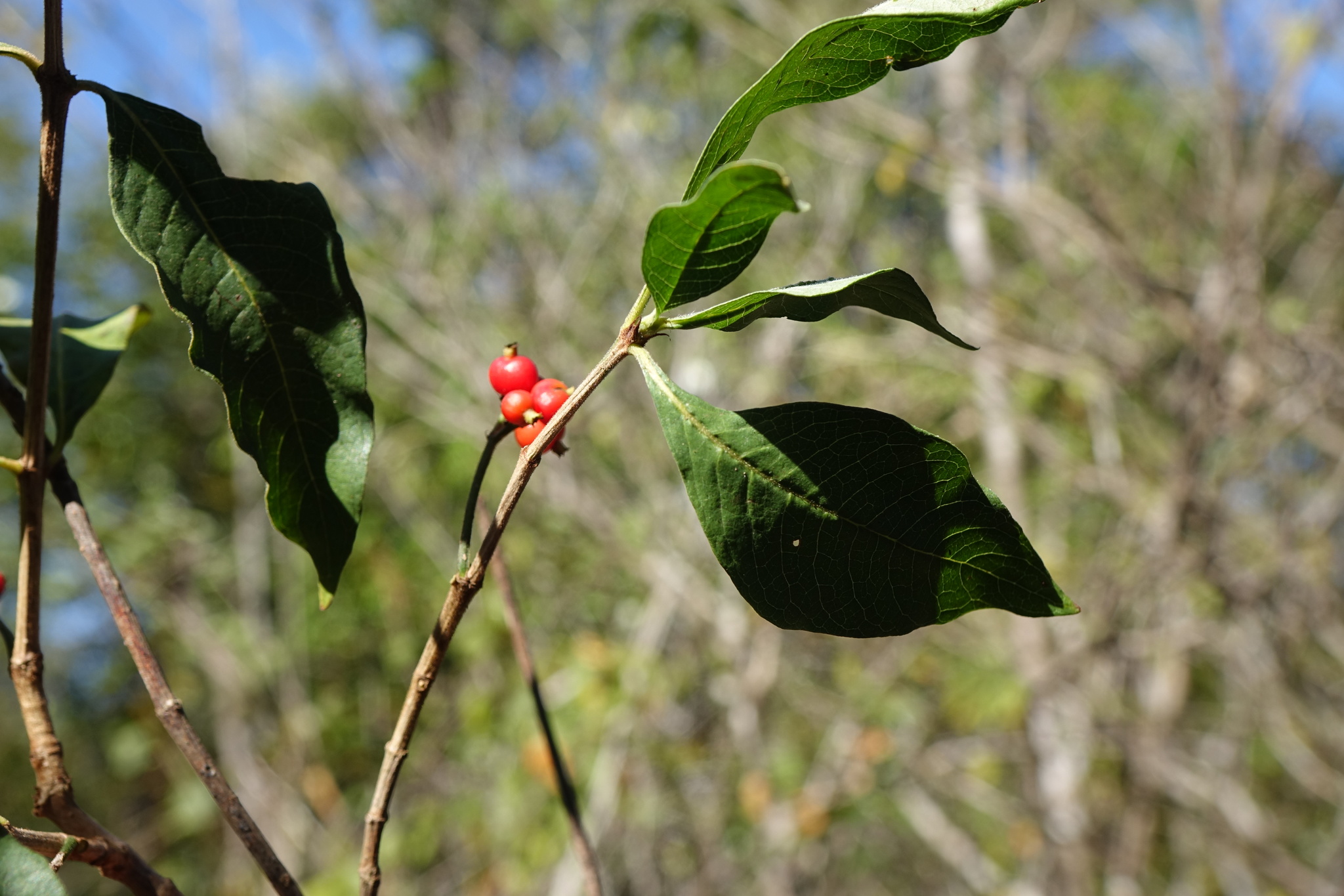 Psychotria puffii