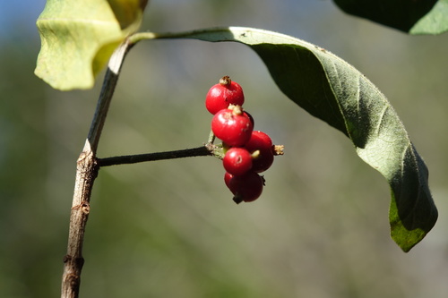 Image of Psychotria Puffii (Psychotria puffii) by no rights reserved
