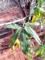 Trochomeriopsis diversifolia image