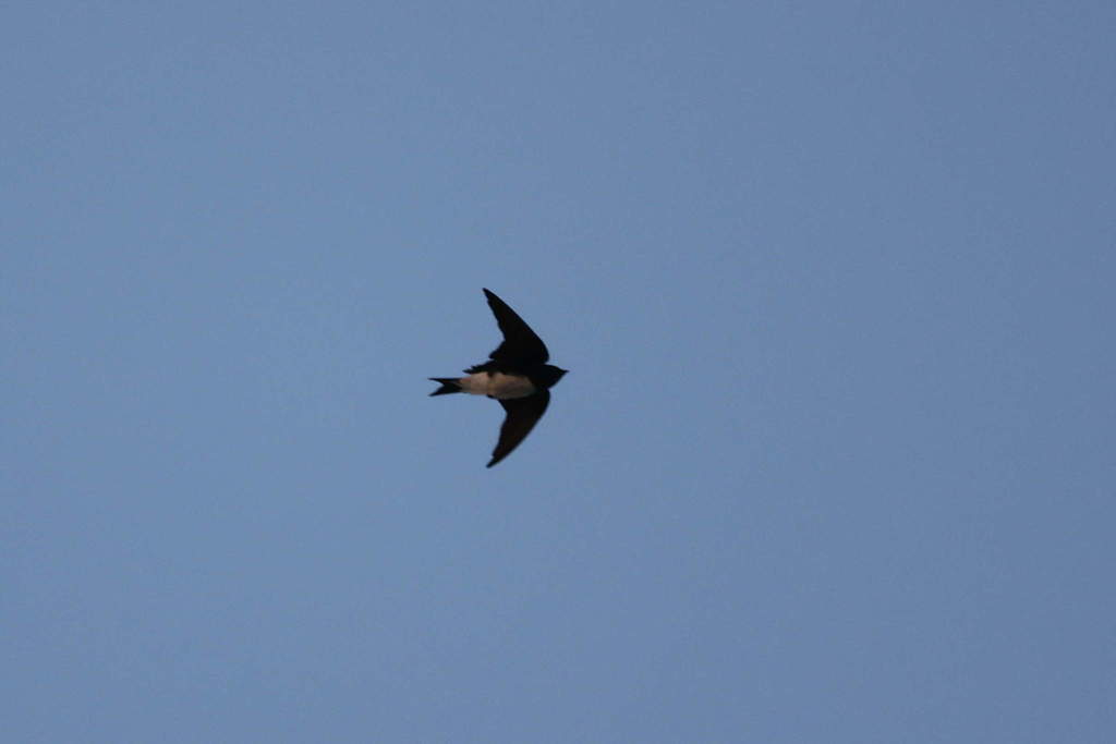 Caribbean Martin
