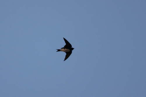 Caribbean Martin