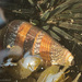 Conus monachus - Photo (c) Abhishek Jamalabad, μερικά δικαιώματα διατηρούνται (CC BY-NC-SA)