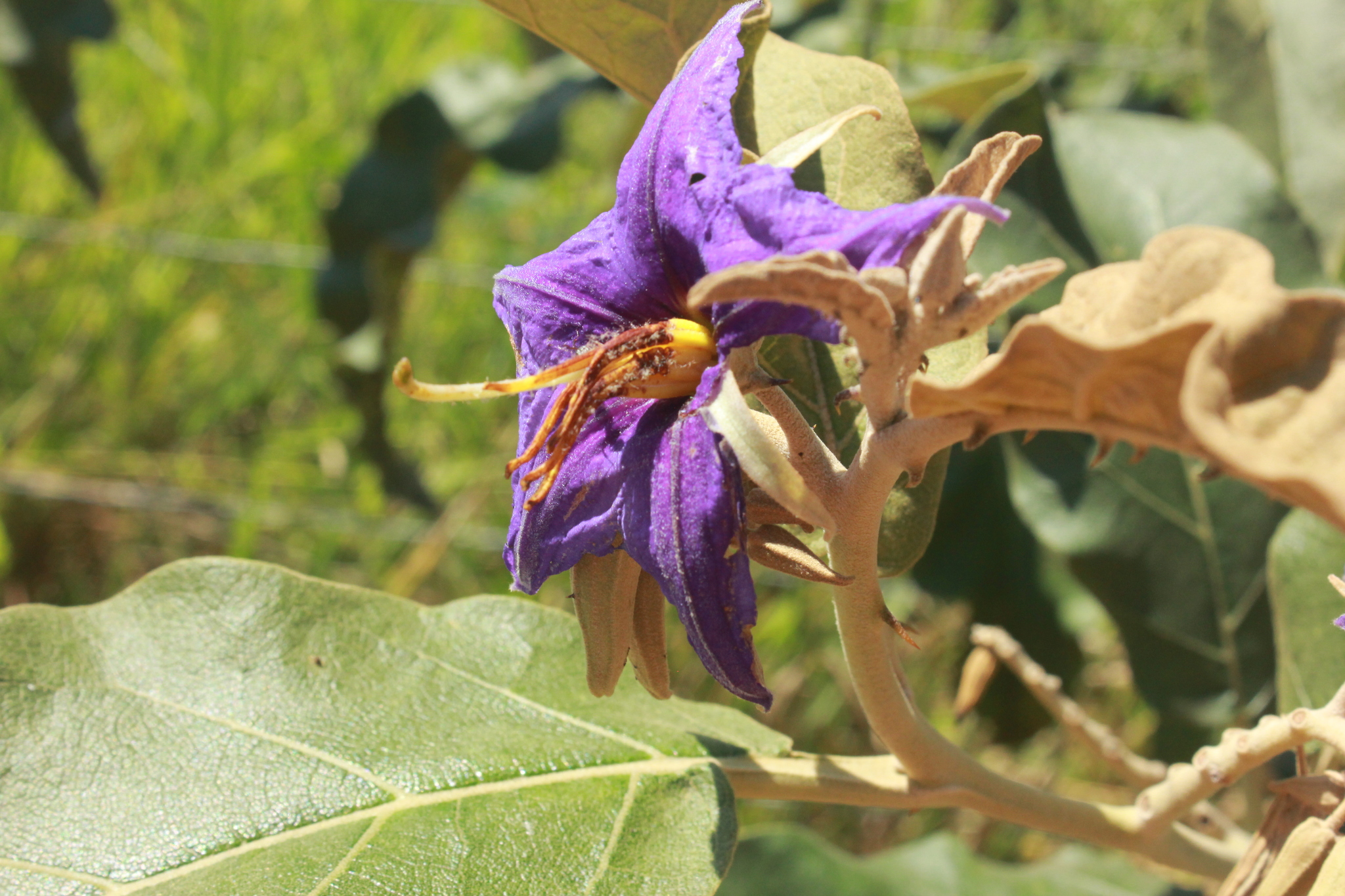 Solanum lycocarpum