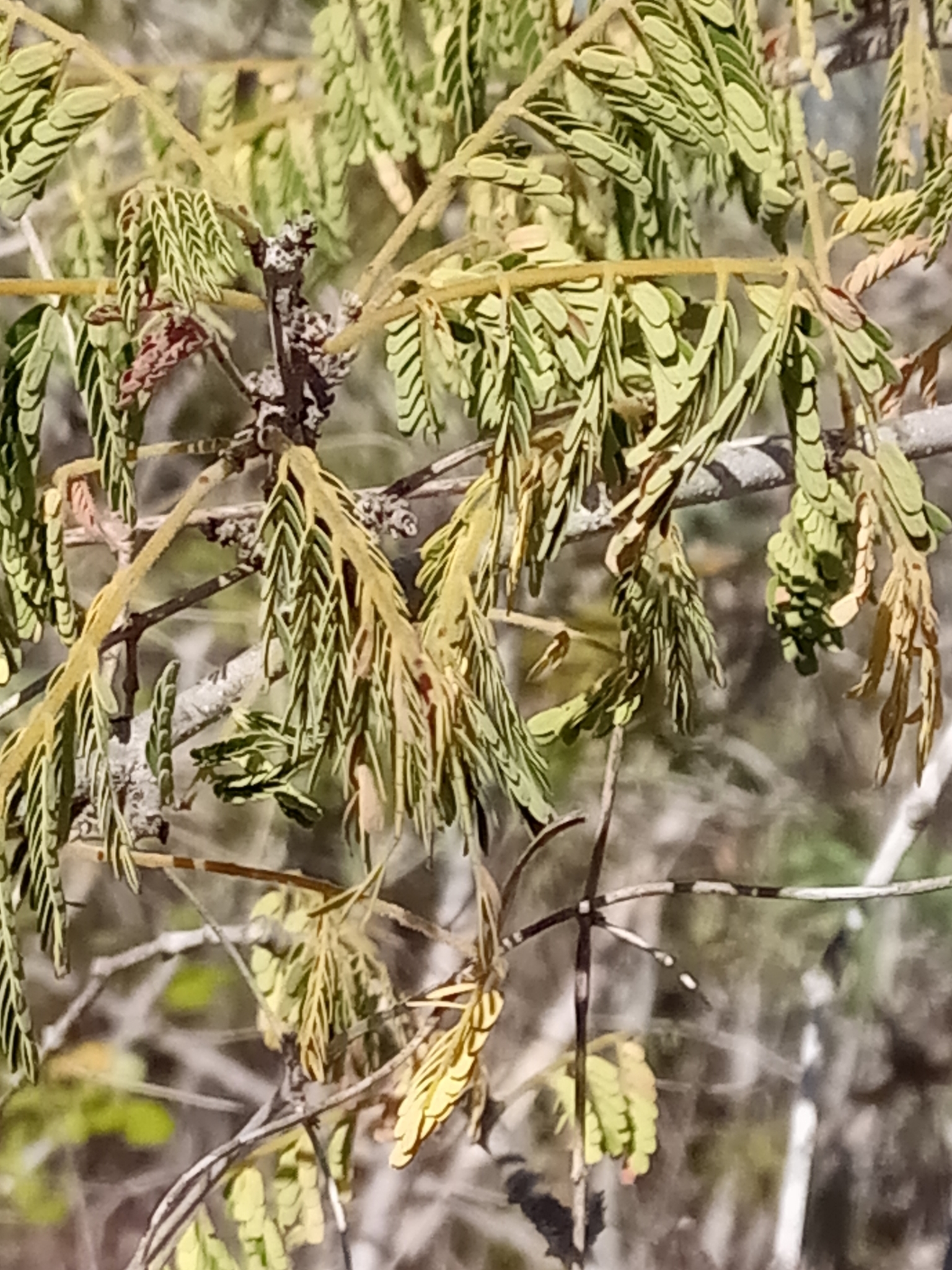 Imagem de Albizia masikororum