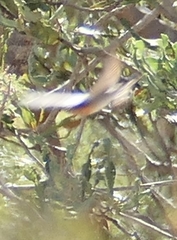 Hirundo neoxena carteri