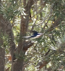 Hirundo neoxena carteri