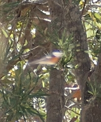 Hirundo neoxena carteri