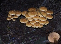 Pholiota malicola