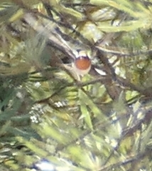 Hirundo neoxena carteri
