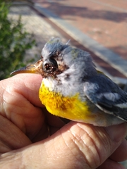 Setophaga americana