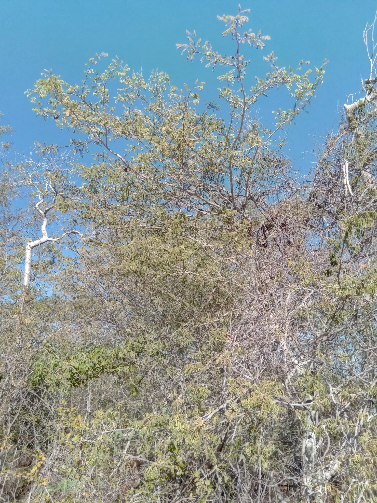 Imagem de Albizia masikororum