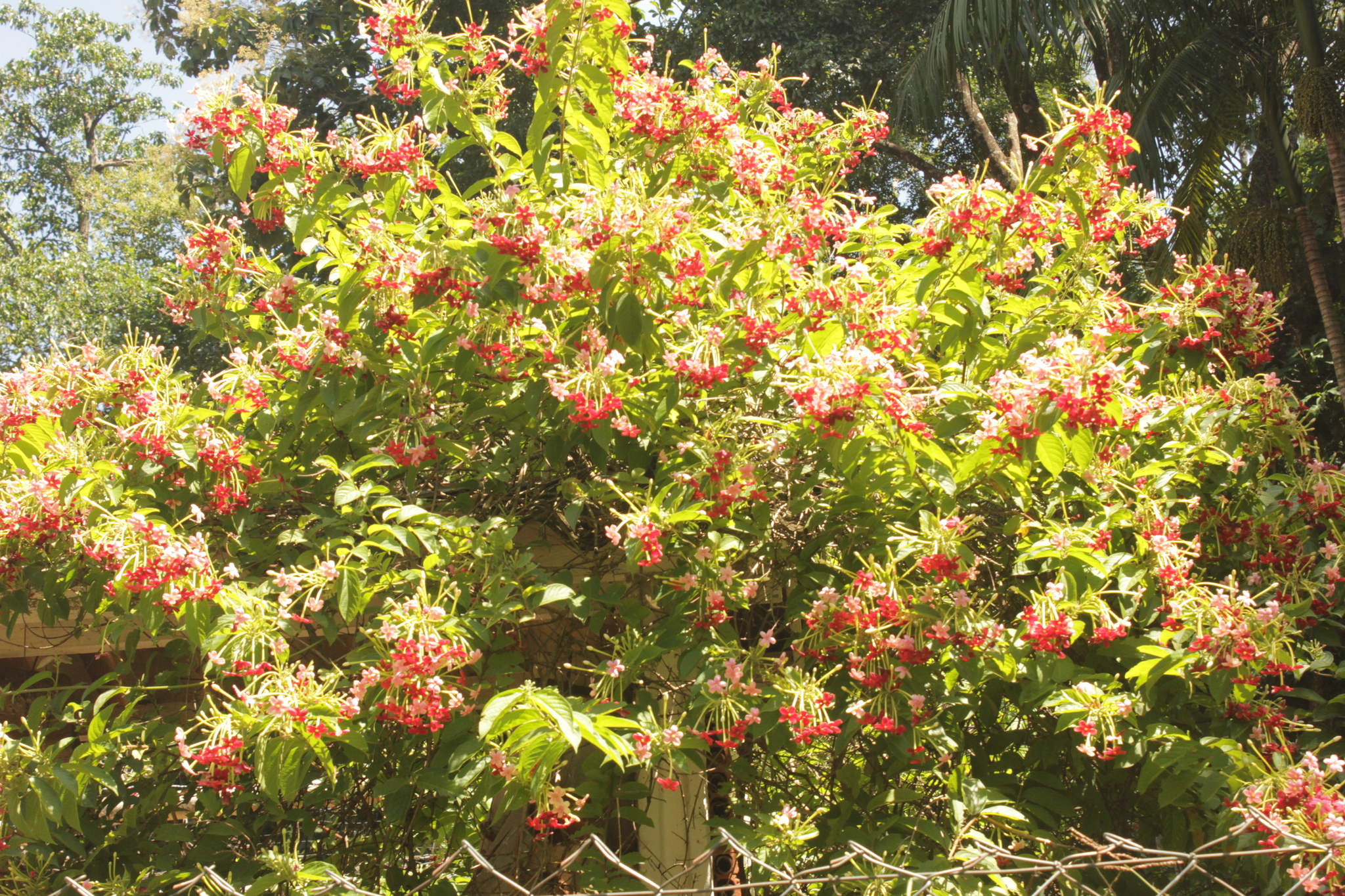 Combretum indicum